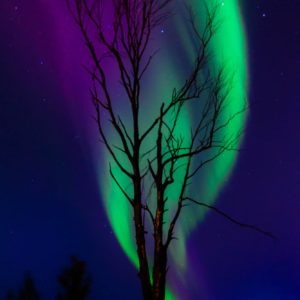 Aurora Borealis behind a burnt out tree in Fort McMurray Alberta